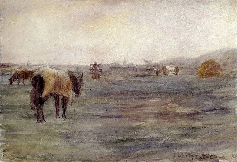Cavallo in un campo